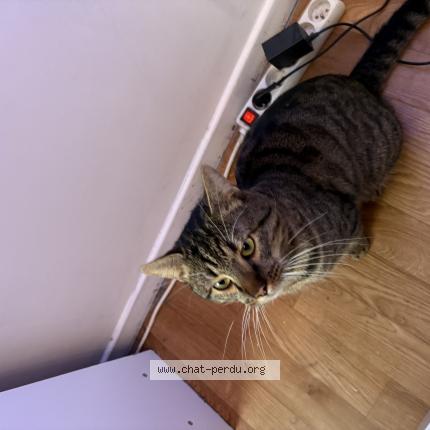 Foto 1/1 Haru Chat perdido en Marquette lez lille