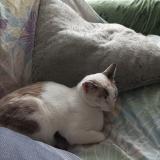 Foto del gato perdido en Plateau Hauteville