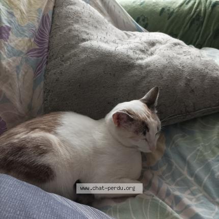 Foto 1/1 Lisette Chat perdido en Plateau hauteville