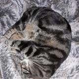 Foto del gato perdido en Nyon