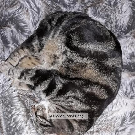 Foto 1/1 murphy Chat perdido en Nyon