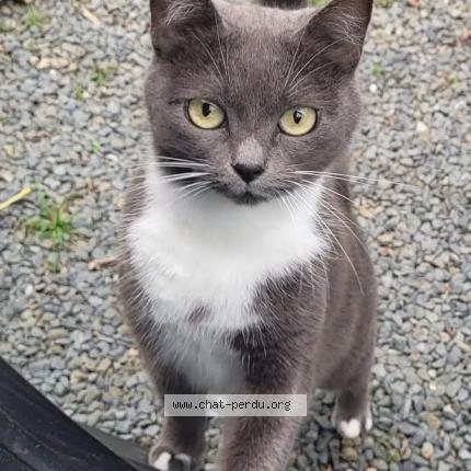 Foto 1/1 Olive Chat perdido en Percy en normandie