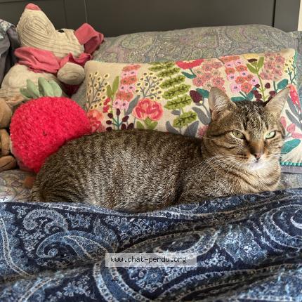 Foto 1/1 Yuki Chat perdido en Sevres