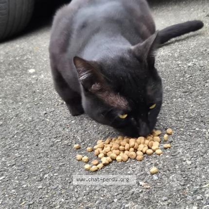 Foto 1/3 Gato encontrado Encontrado en Dax