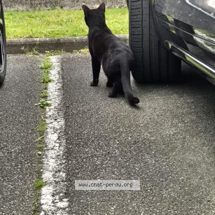 Foto 2/3 Gato encontrado Encontrado en Dax