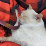 Foto del gato perdido en Angers Monplaisir