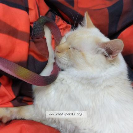 Foto 1/1 Mimine Chat perdido en Angers monplaisir