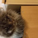 Foto del gato perdido en Saint Maixent L Ecole