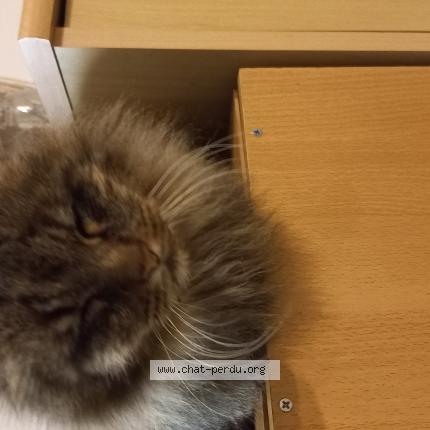 Foto 1/1 Panache Chat perdido en Saint maixent l ecole