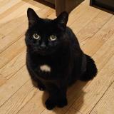 Foto del gato perdido en Menotey