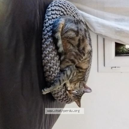 Foto 1/1 Toone Chat perdido en Toulouse