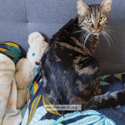 Foto 1/1 Frédéric Baulant Chat perdido en Limoges