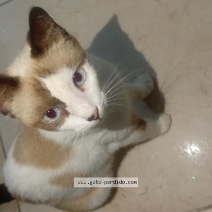 Foto 1/2 Delahila Chat perdido en Juan griego pedregales