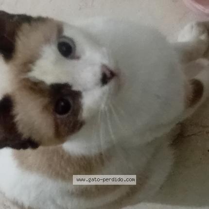 Foto 2/2 Delahila Chat perdido en Juan griego pedregales