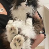 Foto del gato perdido en Malaucene