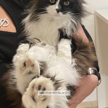 Foto 1/1 Loulotte Chat perdido en Malaucene