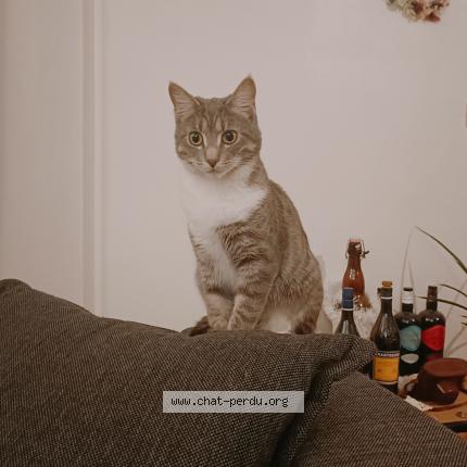 Foto 1/1 Gato encontrado Perdido en Grenoble