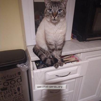 Foto 1/1 Uzy Chat perdido en Sainte anne sur brivet