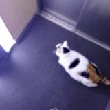 Foto del gato perdido en Le Mans