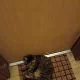 Foto de gato encontrado en Aubergenville