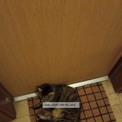 Foto 1/1 Gato encontrado Encontrado en Aubergenville