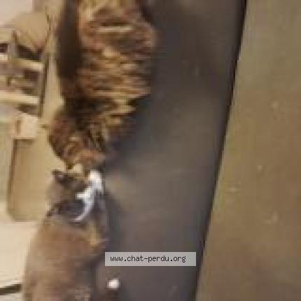 Foto 1/1 Pearl Chat perdido en Trelaze