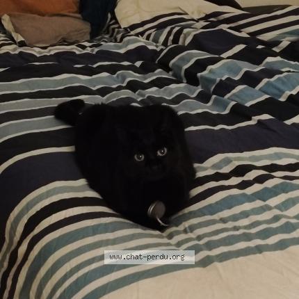 Foto 1/1 Fifille Chat perdido en Soulaire et bourg