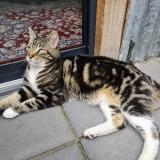 Foto del gato perdido en Taraston