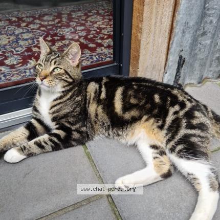 Foto 1/1 Nozem Chat perdido en Taraston