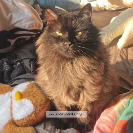 Foto 2/3 Chewbacca Chat perdido en Longueuil