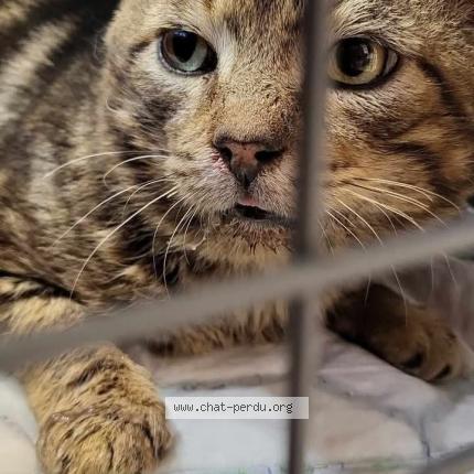 Foto 1/1 Gato encontrado Encontrado en Meaux