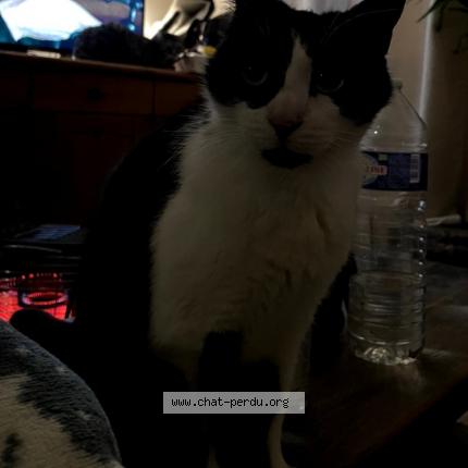 Foto 1/1 Tina Chat perdido en Elbeuf