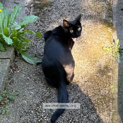 Foto 1/1 Gato encontrado Encontrado en Paris