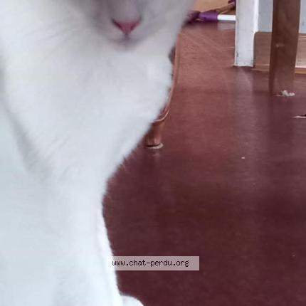 Foto 1/1 Clochette Chat perdido en Gumbrechshoffen