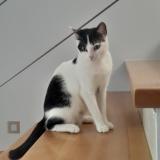 Foto del gato perdido en Kingersheim