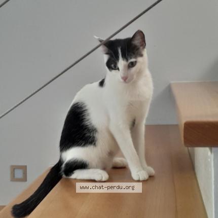 Foto 1/1 Zelda Chat perdido en Kingersheim