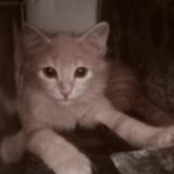 Foto del gato perdido en Mumbai