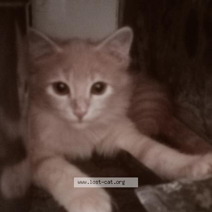 Foto 1/1 Casper Chat perdido en Mumbai