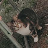 Foto del gato perdido en Libermont