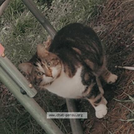 Foto 1/1 Alba Chat perdido en Libermont