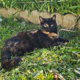 Foto del gato perdido en Marigne Laille