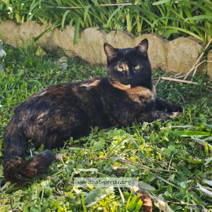 Foto 1/1 Neptune Chat perdido en Marigne laille