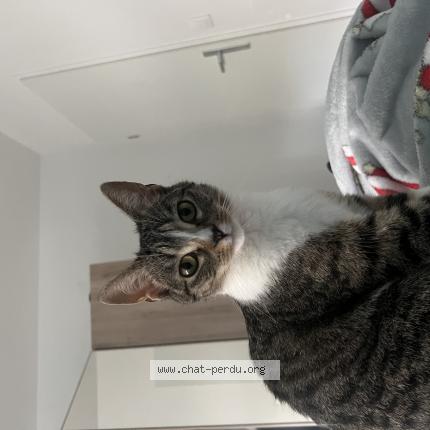 Foto 1/1 Ufuk Chat perdido en Montigny le bretonneux