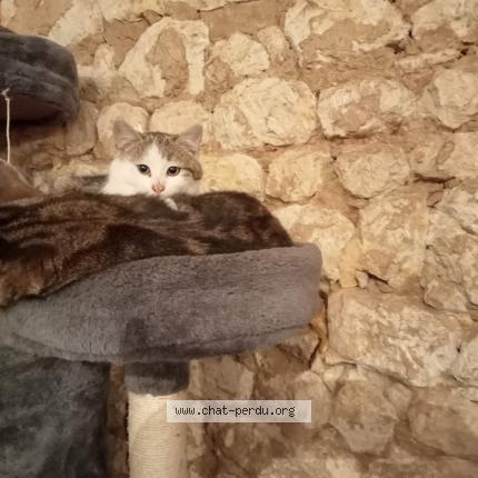 Foto 1/1 Kally Chat perdido en Coulonges sur sarthe