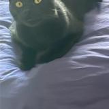 Foto del gato perdido en Pouillon