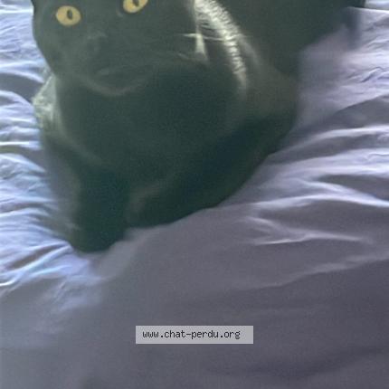 Foto 1/1 Muxo Chat perdido en Pouillon