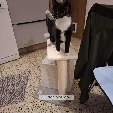 Foto 1/1 Billie Chat perdido en Grand leez