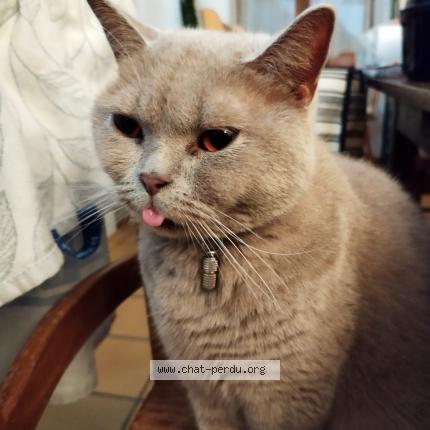 Foto 1/1 Bébé chat Chat perdido en Limoges