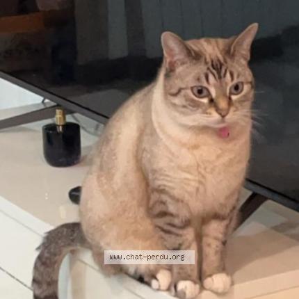 Foto 1/1 Gato encontrado Encontrado en Athis mons