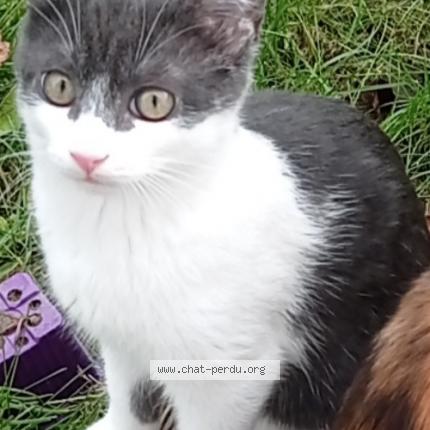 Foto 1/1 Tom Chat perdido en Carbonne